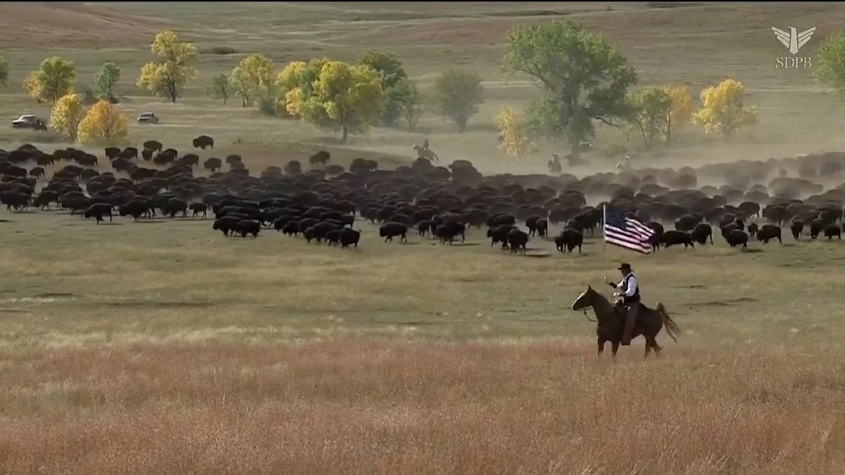 V Americe naháněli kovbojové 1500 bizonů